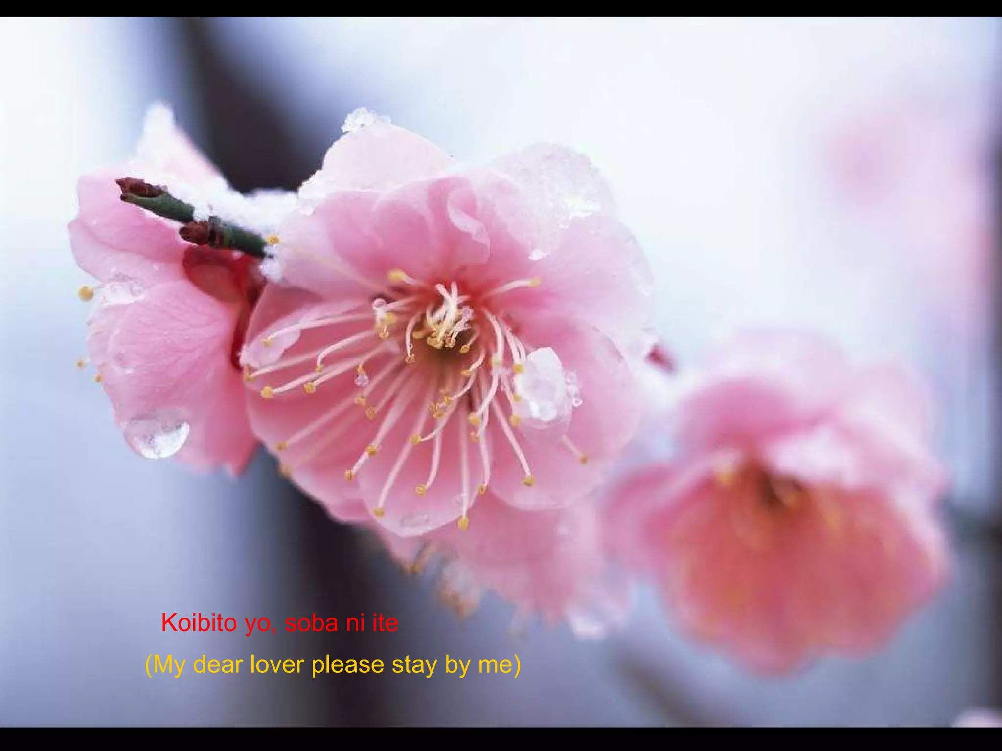 Koibito yo, soba ni ite  (My dear lover please stay by me)  