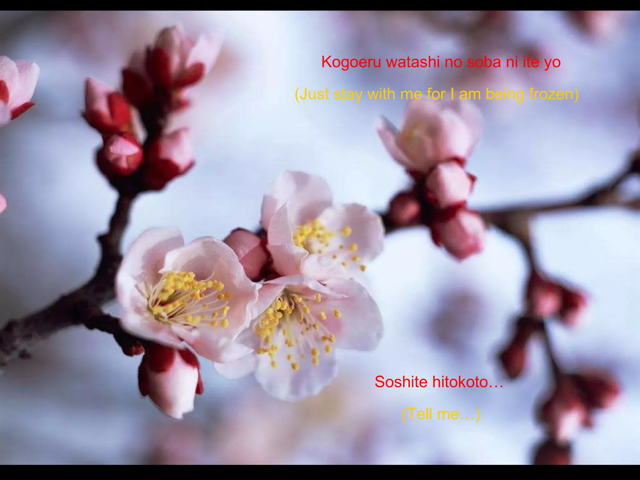 Kogoeru watashi no soba ni ite yo  Soshite hitokoto… (Just stay with me for I am being frozen)   (Tell me…) 