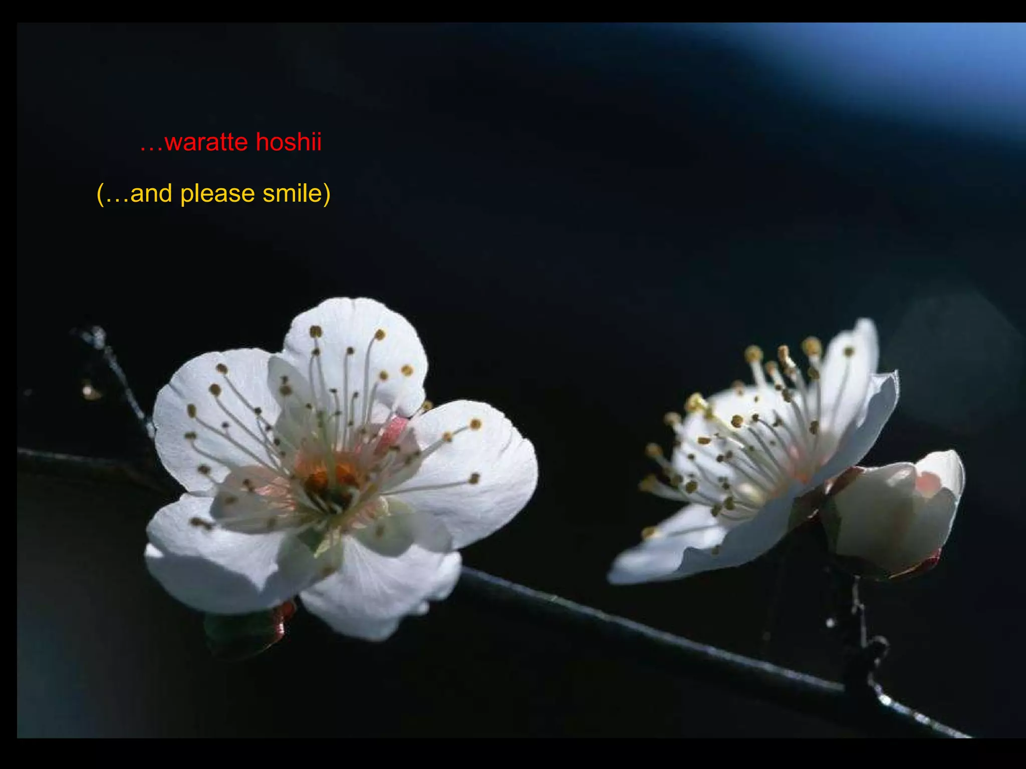 … waratte hoshii (…and please smile) 