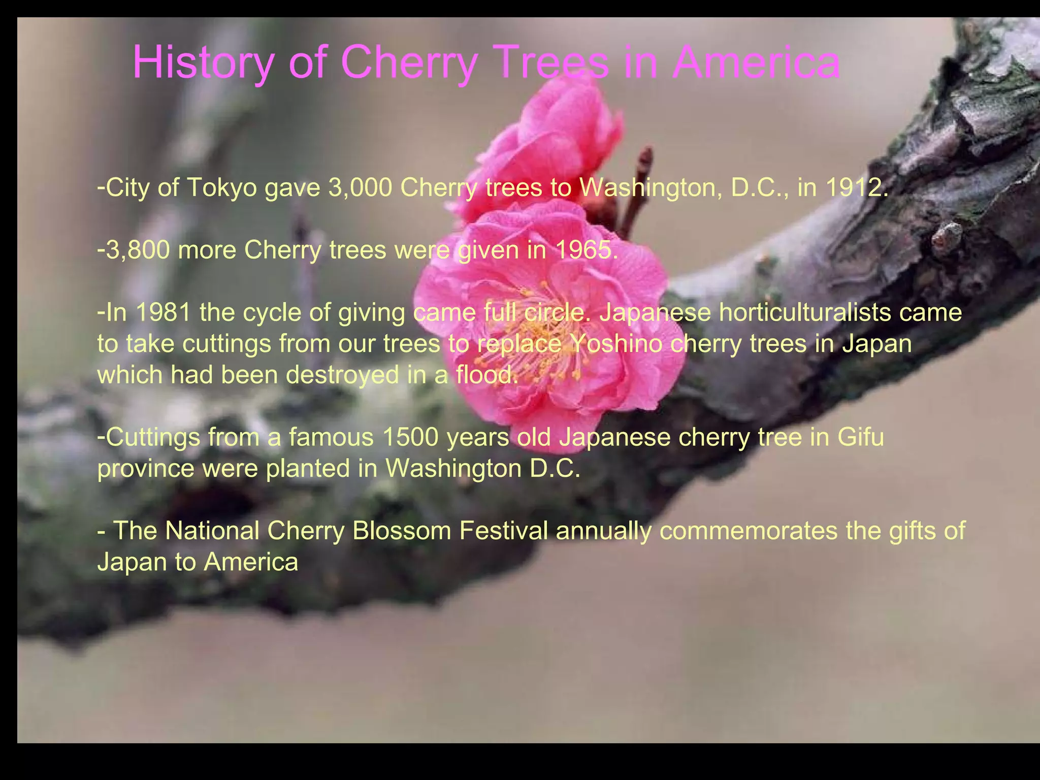 History of Cherry Trees in America City of Tokyo gave 3,000 Cherry trees to Washington, D.C., in 1912. 3,800 more Cherry trees were given in 1965. In 1981 the cycle of giving came full circle. Japanese horticulturalists came to take cuttings from our trees to replace Yoshino cherry trees in Japan which had been destroyed in a flood. Cuttings from a famous 1500 years old Japanese cherry tree in Gifu province were planted in Washington D.C. - The National Cherry Blossom Festival annually commemorates the gifts of Japan to America 
