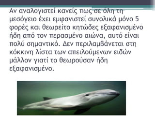 Αν αναλογιστεί κανείς πως σε όλη τη
μεσόγειο έχει εμφανιστεί συνολικά μόνο 5
φορές και θεωρείτο κητώδες εξαφανισμένο
ήδη από τον περασμένο αιώνα, αυτό είναι
πολύ σημαντικό. Δεν περιλαμβάνεται στη
κόκκινη λίστα των απειλούμενων ειδών
μάλλον γιατί το θεωρούσαν ήδη
εξαφανισμένο.
 