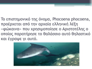 To επιστημονικό της όνομα, Phocoena phocoena,
προέρχεται από την αρχαία ελληνική λέξη
«φώκαινα» που χρησιμοποίησε ο Αριστοτέλης ο
οποίος παρατήρησε το θαλάσσιο αυτό θηλαστικό
και έγραψε γι αυτό.
 
