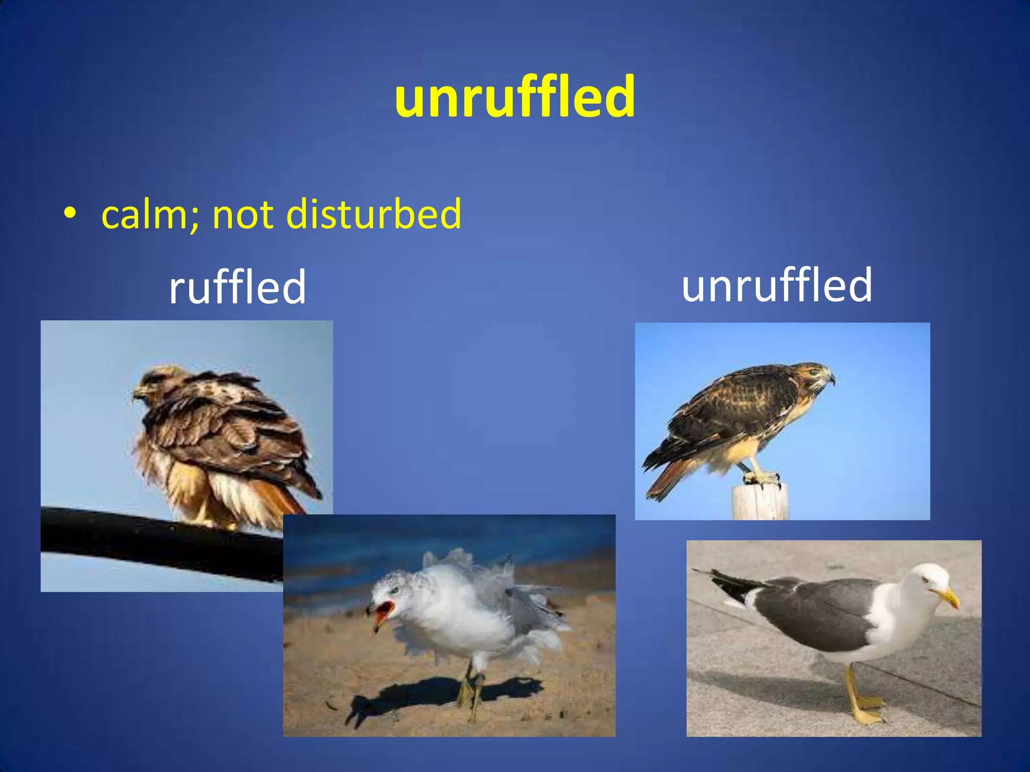 unruffled
• calm; not disturbed
     ruffled                 unruffled
 