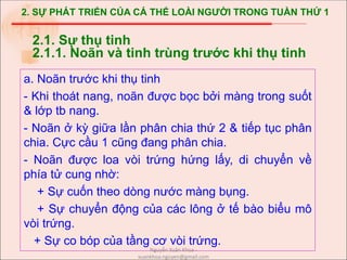 2. SỰ PHÁT TRIỂN CỦA CÁ THỂ LOÀI NGƯỜI TRONG TUẦN THỨ 1
a. Noãn trước khi thụ tinh
- Khi thoát nang, noãn được bọc bởi màng trong suốt
& lớp tb nang.
- Noãn ở kỳ giữa lần phân chia thứ 2 & tiếp tục phân
chia. Cực cầu 1 cũng đang phân chia.
- Noãn được loa vòi trứng hứng lấy, di chuyển về
phía tử cung nhờ:
+ Sự cuốn theo dòng nước màng bụng.
+ Sự chuyển động của các lông ở tế bào biểu mô
vòi trứng.
+ Sự co bóp của tầng cơ vòi trứng.
2.1. Sự thụ tinh
2.1.1. Noãn và tinh trùng trước khi thụ tinh
Nguyễn Xuân Khoa -
xuankhoa.nguyen@gmail.com
 
