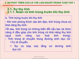 2. SỰ PHÁT TRIỂN CỦA CÁ THỂ LOÀI NGƯỜI TRONG TUẦN THỨ 1
b. Tinh trùng trước khi thụ tinh
- Khi mới phóng thích vào âm đạo, tinh trùng chưa có
khả năng thụ tinh.
Về sau, tinh trùng có những biến đổi cấu tạo và chức
năng ở đầu giúp cho tinh trùng có khả năng thụ tinh
(quá trình năng lực hoá tinh trùng).
- Tinh trùng di chuyển trong đường sinh dục nữ:
+Tự di chuyển.
+ Sự co bóp của tầng cơ đường sinh
dục nữ.
2.1. Sự thụ tinh
2.1.1. Noãn và tinh trùng trước khi thụ tinh
Nguyễn Xuân Khoa -
xuankhoa.nguyen@gmail.com
 