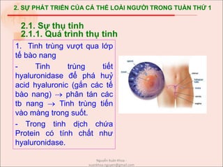2. SỰ PHÁT TRIỂN CỦA CÁ THỂ LOÀI NGƯỜI TRONG TUẦN THỨ 1
1. Tinh trùng vượt qua lớp
tế bào nang
- Tinh trùng tiết
hyaluronidase để phá huỷ
acid hyaluronic (gắn các tế
bào nang)  phân tán các
tb nang  Tinh trùng tiến
vào màng trong suốt.
- Trong tinh dịch chứa
Protein có tính chất như
hyaluronidase.
2.1. Sự thụ tinh
2.1.1. Quá trình thụ tinh
Nguyễn Xuân Khoa -
xuankhoa.nguyen@gmail.com
 
