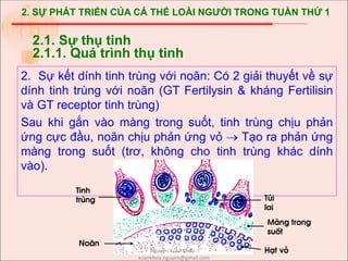 2. SỰ PHÁT TRIỂN CỦA CÁ THỂ LOÀI NGƯỜI TRONG TUẦN THỨ 1
2.1. Sự thụ tinh
2.1.1. Quá trình thụ tinh
2. Sự kết dính tinh trùng với noãn: Có 2 giải thuyết về sự
dính tinh trùng với noãn (GT Fertilysin & kháng Fertilisin
và GT receptor tinh trùng)
Sau khi gắn vào màng trong suốt, tinh trùng chịu phản
ứng cực đầu, noãn chịu phản ứng vỏ  Tạo ra phản ứng
màng trong suốt (trơ, không cho tinh trùng khác dính
vào).
Tinh
trïng Tói
lai
H¹t vá
No·n
Mµng trong
suèt
Nguyễn Xuân Khoa -
xuankhoa.nguyen@gmail.com
 