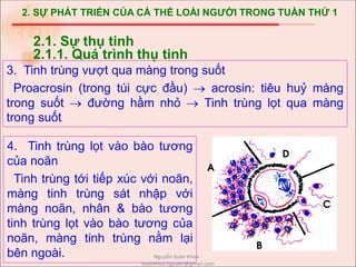 2. SỰ PHÁT TRIỂN CỦA CÁ THỂ LOÀI NGƯỜI TRONG TUẦN THỨ 1
3. Tinh trùng vượt qua màng trong suốt
Proacrosin (trong túi cực đầu)  acrosin: tiêu huỷ màng
trong suốt  đường hầm nhỏ  Tinh trùng lọt qua màng
trong suốt
2.1. Sự thụ tinh
2.1.1. Quá trình thụ tinh
4. Tinh trùng lọt vào bào tương
của noãn
Tinh trùng tới tiếp xúc với noãn,
màng tinh trùng sát nhập với
màng noãn, nhân & bào tương
tinh trùng lọt vào bào tương của
noãn, màng tinh trùng nằm lại
bên ngoài.
A
B
C
D
Nguyễn Xuân Khoa -
xuankhoa.nguyen@gmail.com
 