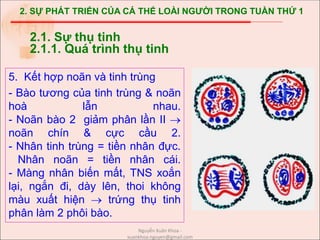 2. SỰ PHÁT TRIỂN CỦA CÁ THỂ LOÀI NGƯỜI TRONG TUẦN THỨ 1
5. Kết hợp noãn và tinh trùng
- Bào tương của tinh trùng & noãn
hoà lẫn nhau.
- Noãn bào 2 giảm phân lần II 
noãn chín & cực cầu 2.
- Nhân tinh trùng = tiền nhân đực.
Nhân noãn = tiền nhân cái.
- Màng nhân biến mất, TNS xoắn
lại, ngắn đi, dày lên, thoi không
màu xuất hiện  trứng thụ tinh
phân làm 2 phôi bào.
2.1. Sự thụ tinh
2.1.1. Quá trình thụ tinh
Nguyễn Xuân Khoa -
xuankhoa.nguyen@gmail.com
 