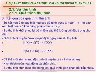 2. SỰ PHÁT TRIỂN CỦA CÁ THỂ LOÀI NGƯỜI TRONG TUẦN THỨ 1
6. Kết quả của quá trình thụ tinh
- Sự kết hợp 2 tế bào biệt hoá cao độ (tinh trùng & noãn)  1 tế bào
kém biệt hoá, có khả năng phân chia tích cực.
- Sự thụ tinh khôi phục lại bộ nhiễm sắc thể lưỡng bội đặc trưng cho
loài.
- Giới tính di truyền được quyết định ngay sau khi thụ tinh:
 ♀ (X) + ♂(Y)  ♂(XY)
 ♀(X) + ♂ (X)  ♀ (XX)
- Cá thể mới sinh mang đặc tính di truyền của cả cha lẫn mẹ.
- Kích thích noãn hoạt động và phân chia.
- Sự thụ tinh khơi mào cho hàng loạt quá trình gián phân nối tiếp nhau.
2.1. Sự thụ tinh
2.1.1. Quá trình thụ tinh
Nguyễn Xuân Khoa -
xuankhoa.nguyen@gmail.com
 