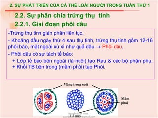 2. SỰ PHÁT TRIỂN CỦA CÁ THỂ LOÀI NGƯỜI TRONG TUẦN THỨ 1
-Trứng thụ tinh gián phân liên tục.
- Khoảng đầu ngày thứ 4 sau thụ tinh, trứng thụ tinh gồm 12-16
phôi bào, mặt ngoài xù xì như quả dâu  Phôi dâu.
- Phôi dâu có sự tách tế bào:
+ Lớp tế bào bên ngoài (lá nuôi) tạo Rau & các bộ phận phụ.
+ Khối TB bên trong (mầm phôi) tạo Phôi.
2.2. Sự phân chia trứng thụ tinh
2.2.1. Giai đoạn phôi dâu
Mµng trong suèt
L¸ nu«i
MÇm
ph«i
Nguyễn Xuân Khoa -
xuankhoa.nguyen@gmail.com
 