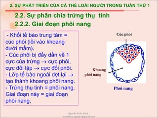 2. SỰ PHÁT TRIỂN CỦA CÁ THỂ LOÀI NGƯỜI TRONG TUẦN THỨ 1
- Khối tế bào trung tâm =
cúc phôi (lồi vào khoang
dưới mầm).
- Cúc phôi bị đẩy dần về 1
cực của trứng  cực phôi,
cực đối lập  cực đối phôi.
- Lớp tế bào ngoài dẹt lại 
tạo thành khoang phôi nang.
- Trứng thụ tinh = phôi nang.
Giai đoạn này = giai đoạn
phôi nang.
2.2. Sự phân chia trứng thụ tinh
2.2.2. Giai đoạn phôi nang
Ph«i nang
Cóc ph«i
Khoang
ph«i nang
Nguyễn Xuân Khoa -
xuankhoa.nguyen@gmail.com
 