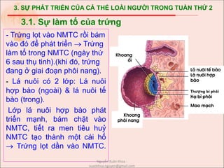 3. SỰ PHÁT TRIỂN CỦA CÁ THỂ LOÀI NGƯỜI TRONG TUẦN THỨ 2
- Trứng lọt vào NMTC rồi bám
vào đó để phát triển  Trứng
làm tổ trong NMTC (ngày thứ
6 sau thụ tinh).(khi đó, trứng
đang ở giai đoạn phôi nang).
- Lá nuôi có 2 lớp: Lá nuôi
hợp bào (ngoài) & lá nuôi tế
bào (trong).
Lớp lá nuôi hợp bào phát
triển mạnh, bám chặt vào
NMTC, tiết ra men tiêu huỷ
NMTC tạo thành một cái hố
 Trứng lọt dần vào NMTC.
3.1. Sự làm tổ của trứng
Khoang
èi
L¸ nu«i tÕ bµo
L¸ nu«i hîp
bµo
Thượng bì phôi
H¹ b× ph«i
Mao m¹ch
Khoang
ph«i nang
Nguyễn Xuân Khoa -
xuankhoa.nguyen@gmail.com
 