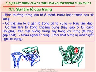 3. SỰ PHÁT TRIỂN CỦA CÁ THỂ LOÀI NGƯỜI TRONG TUẦN THỨ 2
- Bình thường trứng làm tổ ở thành trước hoặc thành sau tử
cung.
- Có thể làm tổ ở gần lỗ trong cổ tử cung  Rau tiền đạo.
Có thể làm tổ trong khoang bụng (hay gặp ở túi cùng
Douglas), trên mặt buồng trứng hay trong vòi trứng (thường
gặp nhất)  Chửa ngoài tử cung (Phôi chết & mẹ bị xuất huyết
nghiêm trọng).
3.1. Sự làm tổ của trứng
Nguyễn Xuân Khoa -
xuankhoa.nguyen@gmail.com
 