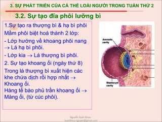 3. SỰ PHÁT TRIỂN CỦA CÁ THỂ LOÀI NGƯỜI TRONG TUẦN THỨ 2
1.Sự tạo ra thượng bì & hạ bì phôi
Mầm phôi biệt hoá thành 2 lớp:
- Lớp hướng về khoang phôi nang
 Lá hạ bì phôi.
- Lớp kia  Lá thượng bì phôi.
2. Sự tạo khoang ối (ngày thứ 8)
Trong lá thượng bì xuất hiện các
khe chứa dịch rồi hợp nhất 
Khoang ối.
Hàng tế bào phủ trần khoang ối 
Màng ối, (từ cúc phôi).
3.2. Sự tạo đĩa phôi lưỡng bì
Nguyễn Xuân Khoa -
xuankhoa.nguyen@gmail.com
 