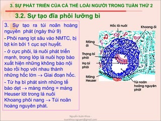 3. SỰ PHÁT TRIỂN CỦA CÁ THỂ LOÀI NGƯỜI TRONG TUẦN THỨ 2
3. Sự tạo ra túi noãn hoàng
nguyên phát (ngày thứ 9)
- Phôi nang lọt sâu vào NMTC, bị
bịt kín bởi 1 cục sợi huyết.
- ở cực phôi, lá nuôi phát triển
mạnh, trong lớp lá nuôi hợp bào
xuất hiện những không bào nội
bào rồi họp với nhau thành
những hốc lớn  Giai đoạn hốc.
- Từ hạ bì phát sinh những tế
bào dẹt  màng mỏng = màng
Heuser lót trong lá nuôi
Khoang phôi nang  Túi noãn
hoàng nguyên phát.
3.2. Sự tạo đĩa phôi lưỡng bì
Khoang èi
Tói no·n
hoµng nguyªn
ph¸t
Mµng
Heuser
Mµng
èi
Thîng b×
ph«i
H¹ b×
ph«i
Hèc l¸ nu«i
Nguyễn Xuân Khoa -
xuankhoa.nguyen@gmail.com
 