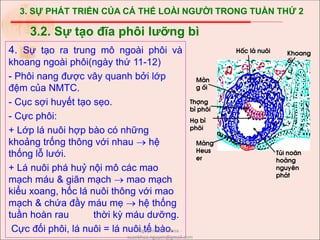 3. SỰ PHÁT TRIỂN CỦA CÁ THỂ LOÀI NGƯỜI TRONG TUẦN THỨ 2
4. Sự tạo ra trung mô ngoài phôi và
khoang ngoài phôi(ngày thứ 11-12)
- Phôi nang được vây quanh bởi lớp
đệm của NMTC.
- Cục sợi huyết tạo sẹo.
- Cực phôi:
+ Lớp lá nuôi hợp bào có những
khoảng trống thông với nhau  hệ
thống lỗ lưới.
+ Lá nuôi phá huỷ nội mô các mao
mạch máu & giãn mạch  mao mạch
kiểu xoang, hốc lá nuôi thông với mao
mạch & chứa đầy máu mẹ  hệ thống
tuần hoàn rau thời kỳ máu dưỡng.
Cực đối phôi, lá nuôi = lá nuôi tế bào.
3.2. Sự tạo đĩa phôi lưỡng bì
Khoang
èi
Tói no·n
hoµng
nguyªn
ph¸t
Mµng
Heus
er
Mµn
g èi
Thîng
b× ph«i
H¹ b×
ph«i
Hèc l¸ nu«i
Nguyễn Xuân Khoa -
xuankhoa.nguyen@gmail.com
 