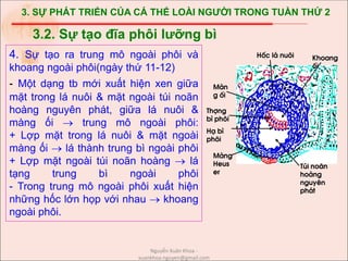3. SỰ PHÁT TRIỂN CỦA CÁ THỂ LOÀI NGƯỜI TRONG TUẦN THỨ 2
4. Sự tạo ra trung mô ngoài phôi và
khoang ngoài phôi(ngày thứ 11-12)
- Một dạng tb mới xuất hiện xen giữa
mặt trong lá nuôi & mặt ngoài túi noãn
hoàng nguyên phát, giữa lá nuôi &
màng ối  trung mô ngoài phôi:
+ Lợp mặt trong lá nuôi & mặt ngoài
màng ối  lá thành trung bì ngoài phôi
+ Lợp mặt ngoài túi noãn hoàng  lá
tạng trung bì ngoài phôi
- Trong trung mô ngoài phôi xuất hiện
những hốc lớn họp với nhau  khoang
ngoài phôi.
3.2. Sự tạo đĩa phôi lưỡng bì
Khoang
èi
Tói no·n
hoµng
nguyªn
ph¸t
Mµng
Heus
er
Mµn
g èi
Thîng
b× ph«i
H¹ b×
ph«i
Hèc l¸ nu«i
Nguyễn Xuân Khoa -
xuankhoa.nguyen@gmail.com
 