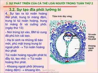 3. SỰ PHÁT TRIỂN CỦA CÁ THỂ LOÀI NGƯỜI TRONG TUẦN THỨ 2
4. Sự tạo ra túi noãn hoàng
thứ phát, trung bì màng đệm,
trung bì túi noãn hoàng, trung
bì màng ối và cuống phôi.
(ngày thứ 13)
- Nơi trứng lọt vào, BM tử cung
đã phủ kín cái sẹo.
- Hạ bì sinh ra những tế bào
mới, phủ mặt trong trung bì
ngoài phôi  Túi noãn hoàng
thứ phát
Túi noãn hoàng nguyên phát bị
đẩy lùi, teo nhỏ  Túi noãn
hoàng thứ phát.
- Khoang ngoài phôi (khoang
màng đệm)  khoang lớn.
3.2. Sự tạo đĩa phôi lưỡng bì
Tói no·n
hoµng
thø ph¸t
Khoang
ngoµi
ph«i
TÊm tríc d©y sèng
Nguyễn Xuân Khoa -
xuankhoa.nguyen@gmail.com
 