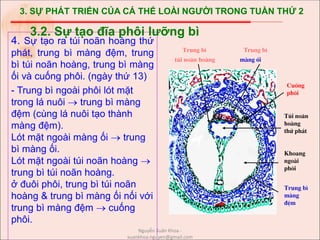 3. SỰ PHÁT TRIỂN CỦA CÁ THỂ LOÀI NGƯỜI TRONG TUẦN THỨ 2
4. Sự tạo ra túi noãn hoàng thứ
phát, trung bì màng đệm, trung
bì túi noãn hoàng, trung bì màng
ối và cuống phôi. (ngày thứ 13)
- Trung bì ngoài phôi lót mặt
trong lá nuôi  trung bì màng
đệm (cùng lá nuôi tạo thành
màng đệm).
Lót mặt ngoài màng ối  trung
bì màng ối.
Lót mặt ngoài túi noãn hoàng 
trung bì túi noãn hoàng.
ở đuôi phôi, trung bì túi noãn
hoàng & trung bì màng ối nối với
trung bì màng đệm  cuống
phôi.
3.2. Sự tạo đĩa phôi lưỡng bì
Tói no·n
hoµng
thø ph¸t
Khoang
ngoµi
ph«i
Trung b×
mµng
®Öm
Trung b× Trung b×
tói no·n hoµng mµng èi
Cuèng
ph«i
Nguyễn Xuân Khoa -
xuankhoa.nguyen@gmail.com
 