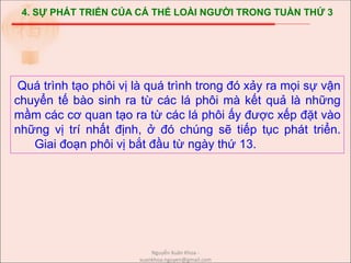 4. SỰ PHÁT TRIỂN CỦA CÁ THỂ LOÀI NGƯỜI TRONG TUẦN THỨ 3
Quá trình tạo phôi vị là quá trình trong đó xảy ra mọi sự vận
chuyển tế bào sinh ra từ các lá phôi mà kết quả là những
mầm các cơ quan tạo ra từ các lá phôi ấy được xếp đặt vào
những vị trí nhất định, ở đó chúng sẽ tiếp tục phát triển.
Giai đoạn phôi vị bắt đầu từ ngày thứ 13.
Nguyễn Xuân Khoa -
xuankhoa.nguyen@gmail.com
 