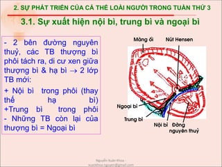 2. SỰ PHÁT TRIỂN CỦA CÁ THỂ LOÀI NGƯỜI TRONG TUẦN THỨ 3
- 2 bên đường nguyên
thuỷ, các TB thượng bì
phôi tách ra, di cư xen giữa
thượng bì & hạ bì  2 lớp
TB mới:
+ Nội bì trong phôi (thay
thế hạ bì)
+Trung bì trong phôi
- Những TB còn lại của
thượng bì = Ngoại bì
3.1. Sự xuất hiện nội bì, trung bì và ngoại bì
Néi b× §êng
nguyªn thuû
Mµng èi Nót Hensen
Ngo¹i b×
Trung b×
Nguyễn Xuân Khoa -
xuankhoa.nguyen@gmail.com
 