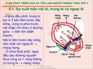 4. SỰ PHÁT TRIỂN CỦA CÁ THỂ LOÀI NGƯỜI TRONG TUẦN THỨ 3
- ở phía đầu phôi, trung bì
lan ở 2 bên tấm trước dây
sống, vòng ra phía trước,
sát nhập với nhau ở đường
giữa  diện tim (diện
mạch).
Nội bì tấm trước dây sống
dán chặt với ngoại bì 
màng họng.
- Ở phía đuôi phôi, ngay
đầu sau đường nguyên
thuỷ cũng có 1 vùng không
có trung bì  màng nhớp.
4.1. Sự xuất hiện nội bì, trung bì và ngoại bì
Néi b× §êng
nguyªn thuû
Mµng Mµng Nót
häng èi Hensen
Ngo¹i b×
Trung b×
Mµng
nhíp
Nguyễn Xuân Khoa -
xuankhoa.nguyen@gmail.com
 