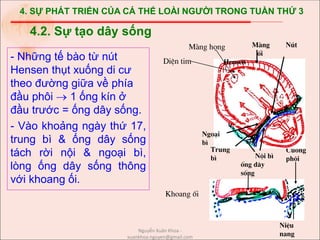 4. SỰ PHÁT TRIỂN CỦA CÁ THỂ LOÀI NGƯỜI TRONG TUẦN THỨ 3
- Những tế bào từ nút
Hensen thụt xuống di cư
theo đường giữa về phía
đầu phôi  1 ống kín ở
đầu trước = ống dây sống.
- Vào khoảng ngày thứ 17,
trung bì & ống dây sống
tách rời nội & ngoại bì,
lòng ống dây sống thông
với khoang ối.
4.2. Sự tạo dây sống
Mµng häng
NiÖu
nang
Cuèng
ph«i
èng d©y
sèng
Néi b×
Mµng Nót
èi
Hensen
Ngo¹i
b×
Trung
b×
DiÖn tim
Khoang èi
Nguyễn Xuân Khoa -
xuankhoa.nguyen@gmail.com
 