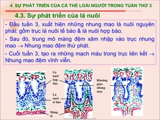 4. SỰ PHÁT TRIỂN CỦA CÁ THỂ LOÀI NGƯỜI TRONG TUẦN THỨ 3
- Đầu tuần 3, xuất hiện những nhung mao lá nuôi nguyên
phát: gồm trục lá nuôi tế bào & lá nuôi hợp bào.
- Sau đó, trung mô màng đệm xâm nhập vào trục nhung
mao  Nhung mao đệm thứ phát.
- Cuối tuần 3, tạo ra những mạch máu trong trục liên kết 
Nhung mao đệm vĩnh viễn.
4.3. Sự phát triển của lá nuôi
Kho¶ng
gian
nhung
mao
Mµng
èi
L¸
nu«i
hîp
bµo
L¸
nu«i
tÕ bµo
Nguyễn Xuân Khoa -
xuankhoa.nguyen@gmail.com
 