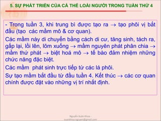 5. SỰ PHÁT TRIỂN CỦA CÁ THỂ LOÀI NGƯỜI TRONG TUẦN THỨ 4
- Trong tuần 3, khi trung bì được tạo ra  tạo phôi vị bắt
đầu (tạo các mầm mô & cơ quan).
Các mầm này di chuyển bằng cách di cư, tăng sinh, tách ra,
gấp lại, lồi lên, lõm xuống  mầm nguyên phát phân chia 
mầm thứ phát  biệt hoá mô  tế bào đảm nhiệm những
chức năng đặc biệt.
Các mầm phát sinh trực tiếp từ các lá phôi.
Sự tạo mầm bắt đầu từ đầu tuần 4. Kết thúc  các cơ quan
chính được đặt vào những vị trí nhất định.
Nguyễn Xuân Khoa -
xuankhoa.nguyen@gmail.com
 