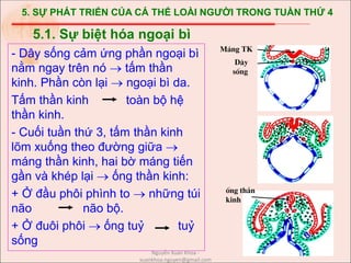 5. SỰ PHÁT TRIỂN CỦA CÁ THỂ LOÀI NGƯỜI TRONG TUẦN THỨ 4
- Dây sống cảm ứng phần ngoại bì
nằm ngay trên nó  tấm thần
kinh. Phần còn lại  ngoại bì da.
Tấm thần kinh toàn bộ hệ
thần kinh.
- Cuối tuần thứ 3, tấm thần kinh
lõm xuống theo đường giữa 
máng thần kinh, hai bờ máng tiến
gần và khép lại  ống thần kinh:
+ Ở đầu phôi phình to  những túi
não não bộ.
+ Ở đuôi phôi  ống tuỷ tuỷ
sống
5.1. Sự biệt hóa ngoại bì
M¸ng TK
èng thÇn
kinh
D©y
sèng
Nguyễn Xuân Khoa -
xuankhoa.nguyen@gmail.com
 