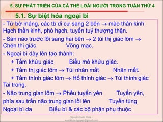 5. SỰ PHÁT TRIỂN CỦA CÁ THỂ LOÀI NGƯỜI TRONG TUẦN THỨ 4
- Từ bờ máng, các tb di cư sang 2 bên  mào thần kinh
Hạch thần kinh, phó hạch, tuyến tuỷ thượng thận.
- Sàn não trước lồi sang hai bên  2 túi thị giác lõm 
Chén thị giác Võng mạc.
- Ngoại bì dày lên tạo thành:
+ Tấm khứu giác Biểu mô khứu giác.
+ Tấm thị giác lõm  Túi nhân mắt Nhân mắt.
+ Tấm thính giác lõm  Hố thính giác  Túi thính giác
Tai trong.
- Não trung gian lõm  Phễu tuyến yên Tuyến yên,
phía sau trần não trung gian lồi lên Tuyến tùng
Ngoại bì da Biểu bì & các bộ phận phụ thuộc
5.1. Sự biệt hóa ngoại bì
Nguyễn Xuân Khoa -
xuankhoa.nguyen@gmail.com
 