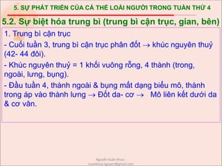 5. SỰ PHÁT TRIỂN CỦA CÁ THỂ LOÀI NGƯỜI TRONG TUẦN THỨ 4
1. Trung bì cận trục
- Cuối tuần 3, trung bì cận trục phân đốt  khúc nguyên thuỷ
(42- 44 đôi).
- Khúc nguyên thuỷ = 1 khối vuông rỗng, 4 thành (trong,
ngoài, lưng, bụng).
- Đầu tuần 4, thành ngoài & bụng mất dạng biểu mô, thành
trong áp vào thành lưng  Đốt da- cơ  Mô liên kết dưới da
& cơ vân.
5.2. Sự biệt hóa trung bì (trung bì cận trục, gian, bên)
Nguyễn Xuân Khoa -
xuankhoa.nguyen@gmail.com
 