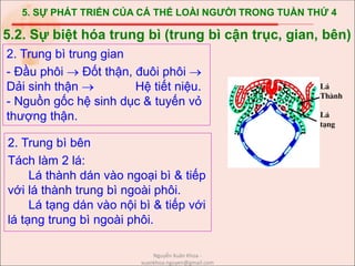 5. SỰ PHÁT TRIỂN CỦA CÁ THỂ LOÀI NGƯỜI TRONG TUẦN THỨ 4
2. Trung bì trung gian
- Đầu phôi  Đốt thận, đuôi phôi 
Dải sinh thận  Hệ tiết niệu.
- Nguồn gốc hệ sinh dục & tuyến vỏ
thượng thận.
5.2. Sự biệt hóa trung bì (trung bì cận trục, gian, bên)
2. Trung bì bên
Tách làm 2 lá:
Lá thành dán vào ngoại bì & tiếp
với lá thành trung bì ngoài phôi.
Lá tạng dán vào nội bì & tiếp với
lá tạng trung bì ngoài phôi.
L¸
Thµnh
L¸
t¹ng
Nguyễn Xuân Khoa -
xuankhoa.nguyen@gmail.com
 