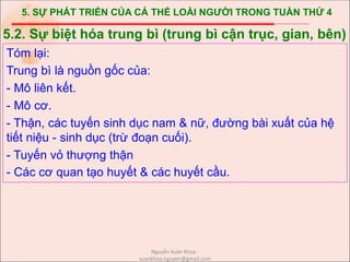 5. SỰ PHÁT TRIỂN CỦA CÁ THỂ LOÀI NGƯỜI TRONG TUẦN THỨ 4
Tóm lại:
Trung bì là nguồn gốc của:
- Mô liên kết.
- Mô cơ.
- Thận, các tuyến sinh dục nam & nữ, đường bài xuất của hệ
tiết niệu - sinh dục (trừ đoạn cuối).
- Tuyến vỏ thượng thận
- Các cơ quan tạo huyết & các huyết cầu.
5.2. Sự biệt hóa trung bì (trung bì cận trục, gian, bên)
Nguyễn Xuân Khoa -
xuankhoa.nguyen@gmail.com
 