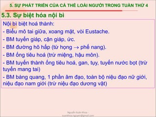 5. SỰ PHÁT TRIỂN CỦA CÁ THỂ LOÀI NGƯỜI TRONG TUẦN THỨ 4
Nội bì biệt hoá thành:
- Biểu mô tai giữa, xoang mặt, vòi Eustache.
- BM tuyến giáp, cận giáp, ức.
- BM đường hô hấp (từ họng  phế nang).
- BM ống tiêu hoá (trừ miệng, hậu môn).
- BM tuyến thành ống tiêu hoá, gan, tụy, tuyến nước bọt (trừ
tuyến mang tai)
- BM bàng quang, 1 phần âm đạo, toàn bộ niệu đạo nữ giới,
niệu đạo nam giới (trừ niệu đạo dương vật)
5.3. Sự biệt hóa nội bì
Nguyễn Xuân Khoa -
xuankhoa.nguyen@gmail.com
 