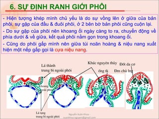 6. SỰ ĐỊNH RANH GIỚI PHÔI
- Hiện tượng khép mình chủ yếu là do sự vồng lên ở giữa của bản
phôi, sự gập của đầu & đuôi phôi, ở 2 bên bờ bản phôi cũng cuộn lại.
- Do sự gập của phôi nên khoang ối ngày càng to ra, chuyển động về
phía dưới & về giữa, kết quả phôi nằm gọn trong khoang ối.
- Cũng do phôi gấp mình nên giữa túi noãn hoàng & niệu nang xuất
hiện một nếp gấp gọi là cựa niệu nang.
Khoang
ngoµi ph«i
L¸ t¹ng
trung b× ngoµi ph«i
L¸ thµnh
trung b× ngoµi ph«i
Khóc nguyªn thñy §èt da c¬
èng tk §m chñ lng
Nguyễn Xuân Khoa -
xuankhoa.nguyen@gmail.com
 