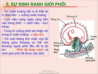6. SỰ ĐỊNH RANH GIỚI PHÔI
- Túi noãn hoàng dài ra & thắt lại
ở phía trên  cuống noãn hoàng.
- Cựa niệu nang ngày càng tiến
vào trong phôi  vách niệu - trực
tràng.
- Trung bì cuống phôi sát nhập với
trung bì noãn hoàng  dây rốn.
- Tới cuối tháng thứ nhất, mọi lối
thông giữa khoang cơ thể với
khoang ngoài phôi đều đã bị bịt
kín Phôi đã khép mình và
ranh giới phôi đã được xác định
Tói no·n
hoµng
Mµng
®Öm
Cuèng
ph«i
Khoang
ngoµi ph«i
Khoang èi
Mµng èi
Nguyễn Xuân Khoa -
xuankhoa.nguyen@gmail.com
 