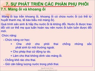 7. SỰ PHÁT TRIỂN CÁC PHẦN PHỤ PHÔI
Màng ối lợp trần khoang ối, khoang ối có chứa nước ối (có thể từ
huyết thanh mẹ, tế bào biểu mô màng ối).
Quá trình sản sinh & hấp thu nước ối là không đổi. Nước ối được trao
đổi với cơ thể mẹ qua tuần hoàn rau nên nước ối luôn luôn được đổi
mới.
Chức năng:
- Chức năng cơ học:
+ Che chở cho phôi thai chống những sốc
phát sinh từ môi trường ngoài.
+ Cho phép thai cử động tự do.
+ Làm cho thai không dính vào màng ối.
- Chống khô ráo cho thai.
- Giữ cân bằng lượng nước trong phôi thai.
7.1. Màng ối và khoang ối
Nguyễn Xuân Khoa -
xuankhoa.nguyen@gmail.com
 