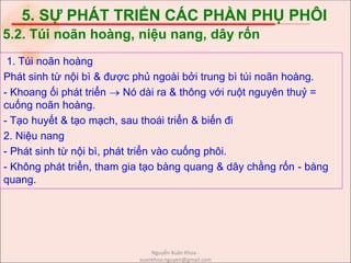 5. SỰ PHÁT TRIỂN CÁC PHẦN PHỤ PHÔI
1. Túi noãn hoàng
Phát sinh từ nội bì & được phủ ngoài bởi trung bì túi noãn hoàng.
- Khoang ối phát triển  Nó dài ra & thông với ruột nguyên thuỷ =
cuống noãn hoàng.
- Tạo huyết & tạo mạch, sau thoái triển & biến đi
2. Niệu nang
- Phát sinh từ nội bì, phát triển vào cuống phôi.
- Không phát triển, tham gia tạo bàng quang & dây chằng rốn - bàng
quang.
5.2. Túi noãn hoàng, niệu nang, dây rốn
Nguyễn Xuân Khoa -
xuankhoa.nguyen@gmail.com
 