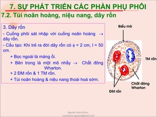 7. SỰ PHÁT TRIỂN CÁC PHẦN PHỤ PHÔI
3. Dây rốn
- Cuống phôi sát nhập với cuống noãn hoàng 
dây rốn.
- Cấu tạo: Khi trẻ ra đời dây rốn có  = 2 cm, l = 50
cm.
+ Bọc ngoài là màng ối.
+ Bên trong là một mô nhầy  Chất đông
Wharton.
+ 2 ĐM rốn & 1 TM rốn.
+ Túi noãn hoàng & niệu nang thoái hoá sớm.
7.2. Túi noãn hoàng, niệu nang, dây rốn
BiÓu m«
§M rèn
TM rèn
ChÊt ®«ng
Wharton
Nguyễn Xuân Khoa -
xuankhoa.nguyen@gmail.com
 