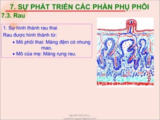 7. SỰ PHÁT TRIỂN CÁC PHẦN PHỤ PHÔI
1. Sự hình thành rau thai
Rau được hình thành từ:
 Mô phôi thai: Màng đệm có nhung
mao.
 Mô của mẹ: Màng rụng rau.
7.3. Rau
Nguyễn Xuân Khoa -
xuankhoa.nguyen@gmail.com
 