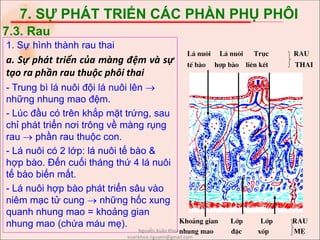 7. SỰ PHÁT TRIỂN CÁC PHẦN PHỤ PHÔI
1. Sự hình thành rau thai
a. Sự phát triển của màng đệm và sự
tạo ra phần rau thuộc phôi thai
- Trung bì lá nuôi đội lá nuôi lên 
những nhung mao đệm.
- Lúc đầu có trên khắp mặt trứng, sau
chỉ phát triển nơi trông về màng rụng
rau  phần rau thuộc con.
- Lá nuôi có 2 lớp: lá nuôi tế bào &
hợp bào. Đến cuối tháng thứ 4 lá nuôi
tế bào biến mất.
- Lá nuôi hợp bào phát triển sâu vào
niêm mạc tử cung  những hốc xung
quanh nhung mao = khoảng gian
nhung mao (chứa máu mẹ).
7.3. Rau
L¸ nu«i L¸ nu«i Trôc RAu
tÕ bµo hîp bµo liªn kÕt thai
Kho¶ng gian Líp Líp RAU
nhung mao ®Æc xèp mÑNguyễn Xuân Khoa -
xuankhoa.nguyen@gmail.com
 