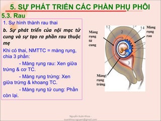 5. SỰ PHÁT TRIỂN CÁC PHẦN PHỤ PHÔI
1. Sự hình thành rau thai
b. Sự phát triển của nội mạc tử
cung và sự tạo ra phần rau thuộc
mẹ
Khi có thai, NMTTC = màng rụng,
chia 3 phần:
- Màng rụng rau: Xen giữa
trứng & cơ TC.
- Màng rụng trứng: Xen
giữa trứng & khoang TC.
- Màng rụng tử cung: Phần
còn lại.
5.3. Rau
Mµng
rông
tö
cung
Mµng
rông
rau
Mµng
rông
trøng
Nguyễn Xuân Khoa -
xuankhoa.nguyen@gmail.com
 