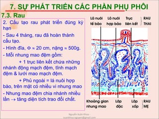 7. SỰ PHÁT TRIỂN CÁC PHẦN PHỤ PHÔI
2. Cấu tạo rau phát triển đúng kỳ
hạn
- Sau 4 tháng, rau đã hoàn thành
cấu tạo.
- Hình đĩa,   20 cm, nặng  500g.
- Mỗi nhung mao đệm gồm:
+ 1 trục liên kết chứa những
nhánh động mạch đệm, tĩnh mạch
đệm & lưới mao mạch đệm.
+ Phủ ngoài = lá nuôi hợp
bào, trên mặt có nhiều vi nhung mao
- Nhung mao đệm chia nhánh nhiều
lần  tăng diện tích trao đổi chất.
7.3. Rau L¸ nu«i L¸ nu«i Trôc RAu
tÕ bµo hîp bµo liªn kÕt thai
Kho¶ng gian Líp Líp RAU
nhung mao ®Æc xèp MÑ
Nguyễn Xuân Khoa -
xuankhoa.nguyen@gmail.com
 