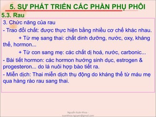 5. SỰ PHÁT TRIỂN CÁC PHẦN PHỤ PHÔI
3. Chức năng của rau
- Trao đổi chất: được thực hiện bằng nhiều cơ chế khác nhau.
+ Từ mẹ sang thai: chất dinh dưỡng, nước, oxy, kháng
thể, hormon...
+ Từ con sang mẹ: các chất dị hoá, nước, carbonic...
- Bài tiết hormon: các hormon hướng sinh dục, estrogen &
progesteron... do lá nuôi hợp bào tiết ra.
- Miễn dịch: Thai miễn dịch thụ động do kháng thể từ máu mẹ
qua hàng rào rau sang thai.
5.3. Rau
Nguyễn Xuân Khoa -
xuankhoa.nguyen@gmail.com
 