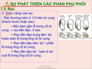 7. SỰ PHÁT TRIỂN CÁC PHẦN PHỤ PHÔI
3. Chức năng của rau
- Rau thường bám ở 1/3 trên tử cung
(thành trước hoặc sau).
- Nếu bám gần lỗ trong cổ tử
cung  rau tiền đạo, 3 loại:
+ Rau tiền đạo trung tâm: bịt
hoàn toàn lỗ trong ống cổ tử cung.
+ Rau tiền đạo bên: bịt 1 phần
lỗ trong ống cổ tử cung.
+ Rau tiền đạo bờ : bám ở bờ
cuả lỗ trong ống cổ tử cung.
7.3. Rau
Nguyễn Xuân Khoa -
xuankhoa.nguyen@gmail.com
 