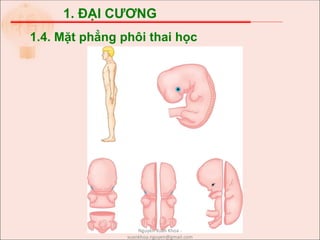 1. ĐẠI CƯƠNG
1.4. Mặt phẳng phôi thai học
Nguyễn Xuân Khoa -
xuankhoa.nguyen@gmail.com
 