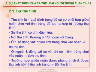 2. SỰ PHÁT TRIỂN CỦA CÁ THỂ LOÀI NGƯỜI TRONG TUẦN THỨ 1
- Thụ tinh là 1 quá trình trong đó có sự phối hợp giữa
noãn chín với tinh trùng để tạo ra hợp tử (trứng thụ
tinh).
- Sự thụ tinh có tính đặc hiệu.
- Nơi thụ tinh: thường ở 1/3 ngoài vòi trứng.
- Ở 1 số động vật: nhiều tinh trùng chui vào noãn 
đa thụ tinh.
- Ở người & động vật có vú: chỉ có 1 tinh trùng chui
vào noãn  đơn thụ tinh.
- Trường hợp nhiều noãn được phóng thích & được
thụ tinh bởi nhiều tinh trùng  Bội thụ tinh.
2.1. Sự thụ tinh
Nguyễn Xuân Khoa -
xuankhoa.nguyen@gmail.com
 