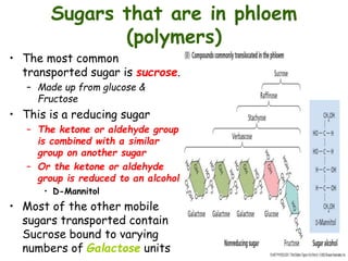 Sugars that are in phloem
(polymers)
• The most common
transported sugar is sucrose.
– Made up from glucose &
Fructose
• This is a reducing sugar
– The ketone or aldehyde group
is combined with a similar
group on another sugar
– Or the ketone or aldehyde
group is reduced to an alcohol
• D-Mannitol
• Most of the other mobile
sugars transported contain
Sucrose bound to varying
numbers of Galactose units
 